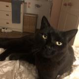 Foto del gato perdido en Mouguerre