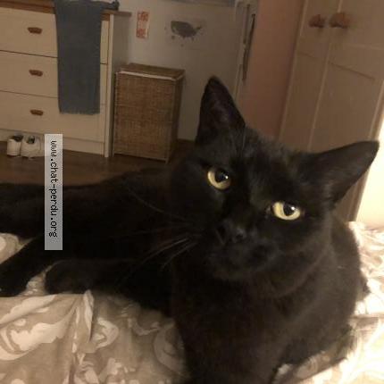 Foto 1/1 Dupeyré Chat perdido en Mouguerre