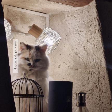 Foto 1/1 Gato encontrado Encontrado en Longuesse