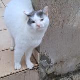 Foto de gato encontrado en Ancone