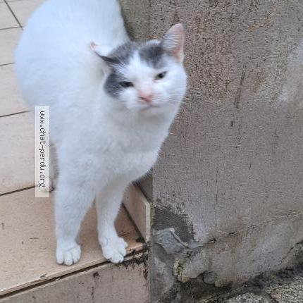 Foto 1/1 Gato encontrado Encontrado en Ancone
