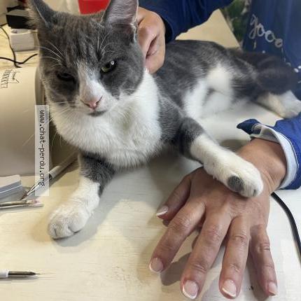 Foto 1/1 Harès Chat perdido en Viarmes