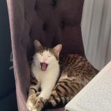 Foto del gato perdido en Nandy