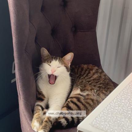 Foto 1/1 Nami Chat perdido en Nandy