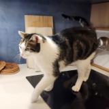 Foto del gato perdido en Nantes