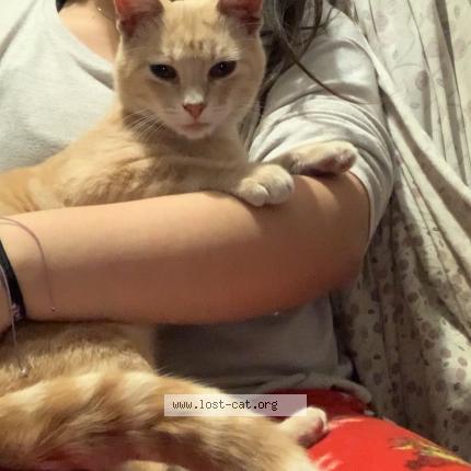 Foto 1/1 Timmy Chat perdido en Dallas