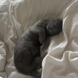 Foto del gato perdido en Tours