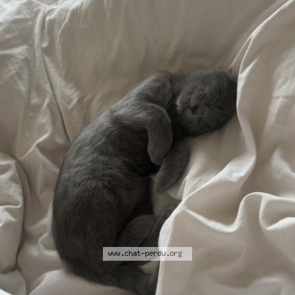 Foto 1/1 Youna Chat perdido en Tours