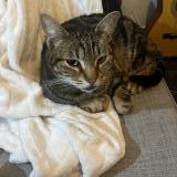 Foto del gato perdido en Parentis En Born