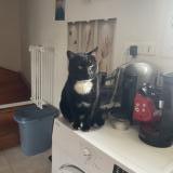 Foto del gato perdido en Jutigny