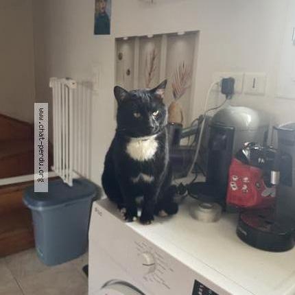 Foto 1/1 Gato encontrado Perdido en Jutigny