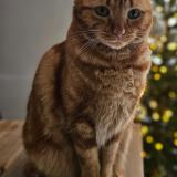 Foto del gato perdido en Le Bouscat