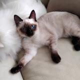 Foto del gato perdido en Bruz