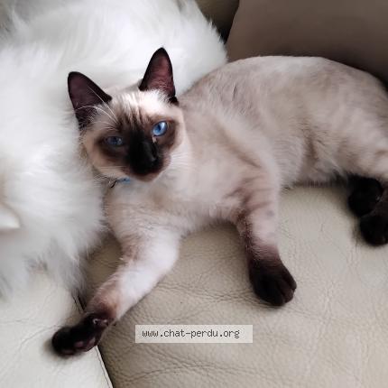 Foto 1/1 Warda Chat perdido en Bruz