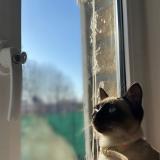 Foto del gato perdido en La Chapelle Saint Luc