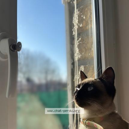 Foto 2/3 Yaara Chat perdido en La chapelle saint luc