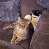 Foto del gato perdido en Bergerac