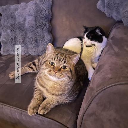 Foto 1/1 Timothé Chat perdido en Bergerac