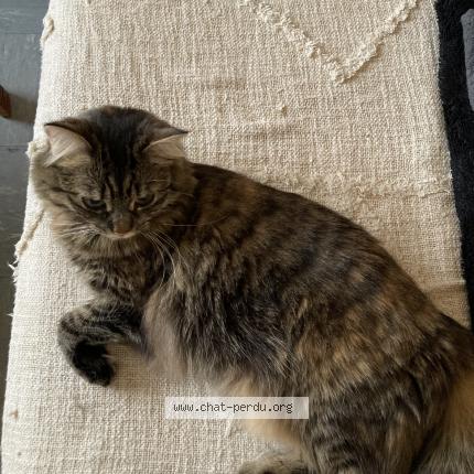 Foto 1/1 Pixelle Chat perdido en Romorantin lanthenay