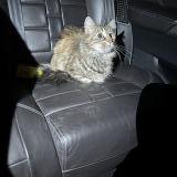 Foto de gato encontrado en Romorantin Lanthenay