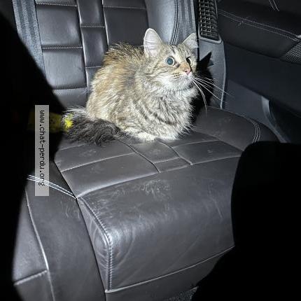 Foto 1/1 Gato encontrado Encontrado en Romorantin lanthenay