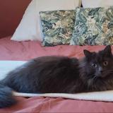 Foto del gato perdido en Andard