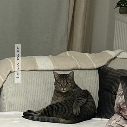 Foto 1/1 Simba Chat perdido en Toulon