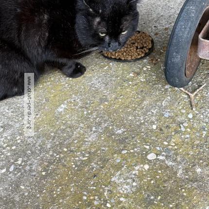 Foto 2/2 Gato encontrado Encontrado en Beaumont monteux