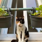 Foto del gato perdido en Nanterre