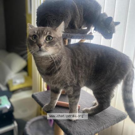 Foto 1/1 Maki Chat perdido en Gonesse