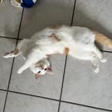 Foto del gato perdido en Raon L Etape