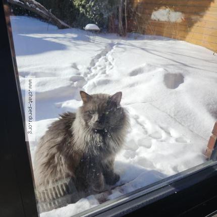 Foto 1/1 Gato encontrado Encontrado en Verdun