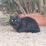 Foto de gato encontrado en Bruguieres