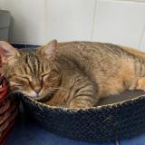 Foto del gato perdido en Montpellier