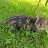 Foto del gato perdido en Doubs