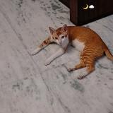 Foto del gato perdido en Meerut