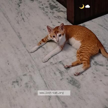 Foto 1/1 Noah Chat perdido en Meerut