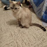 Foto del gato perdido en Chatillon Sur Chalaronne