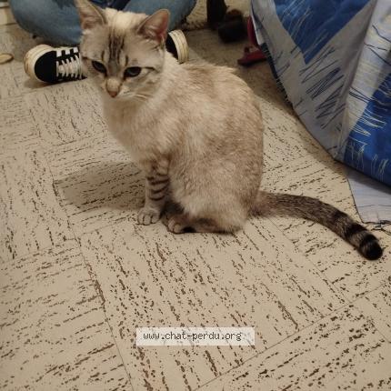 Foto 1/1 Penelope Chat perdido en Chatillon sur chalaronne