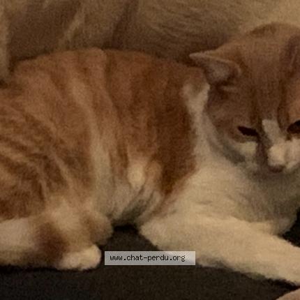 Foto 1/1 Tigrou Chat perdido en Sainte eulalie