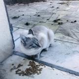 Foto de gato encontrado en Ozoir La Ferriere