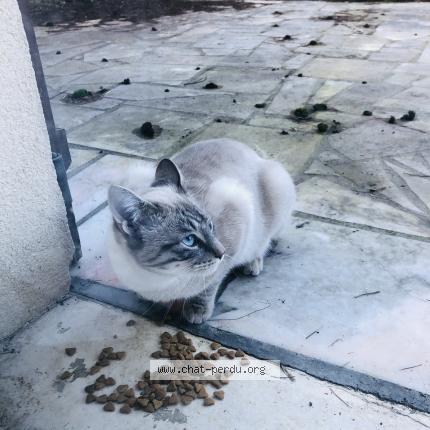 Foto 1/1 Gato encontrado Encontrado en Ozoir la ferriere