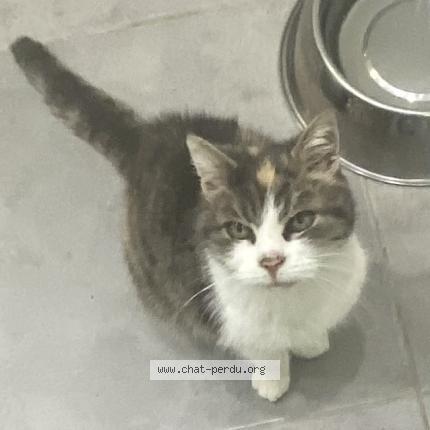 Foto 1/1 Gato encontrado Encontrado en Chartres