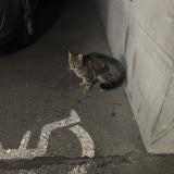 Foto de gato encontrado en Bordeaux