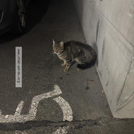 Foto 1/1 Gato encontrado Encontrado en Bordeaux