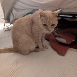 Foto del gato perdido en Sartrouville