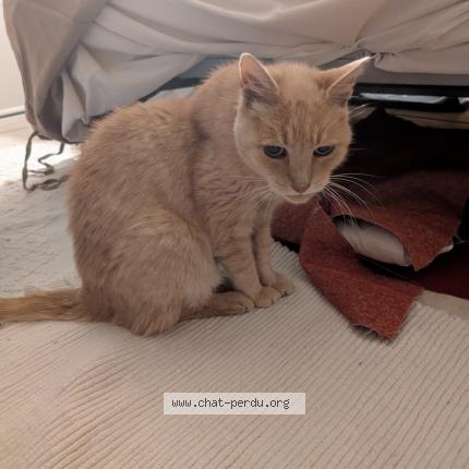 Foto 1/1 Chouli Chat perdido en Sartrouville