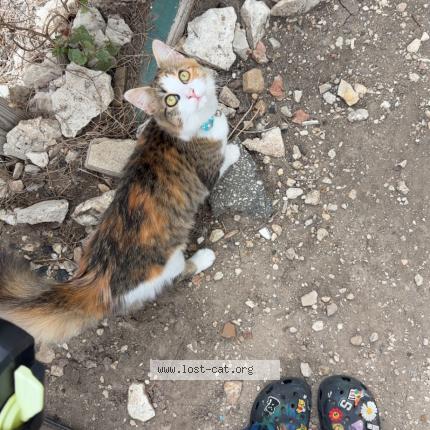 Foto 1/1 Naya Chat perdido en San antonio