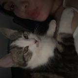 Foto del gato perdido en Le Controis En Sologne