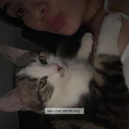 Foto 1/1 Aiko Chat perdido en Le controis en sologne